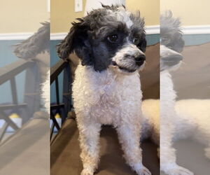 Poodle (Miniature) Dogs for adoption in Pacolet, SC, USA