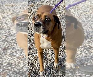 Boxer Dogs for adoption in Sparta, TN, USA