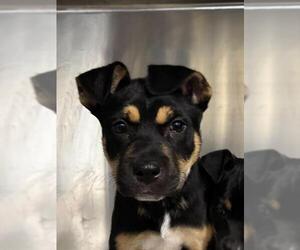 German Shepherd Dog-Unknown Mix Dogs for adoption in Bakersfield, CA, USA