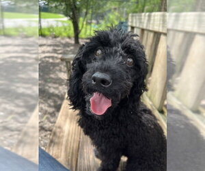 Mutt Dogs for adoption in Elmsford, NY, USA