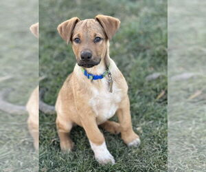Mutt Dogs for adoption in Sandy, UT, USA