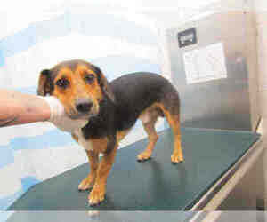 Beagi Dogs for adoption in Mobile, AL, USA