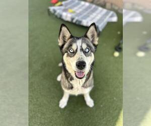 Medium Photo #1 Siberian Husky Puppy For Sale in Chula Vista, CA, USA