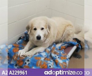 Golden Pyrenees Dogs for adoption in Anchorage, AK, USA