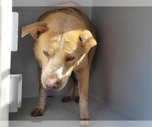 American Pit Bull Terrier-Chinese Shar-Pei Mix Dogs for adoption in Houston, TX, USA