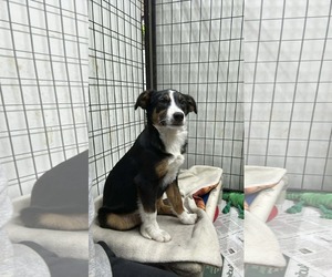 Australian Shepherd-Unknown Mix Dogs for adoption in Mukwonago, WI, USA