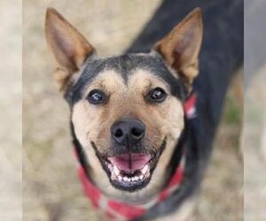 German Shepherd Dog-Unknown Mix Dogs for adoption in San Antonio, TX, USA