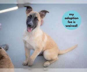 Great Pyrenees-Unknown Mix Dogs for adoption in Santa Cruz, CA, USA