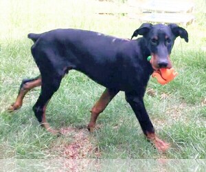 Doberman Pinscher Dogs for adoption in Genesee, WI, USA