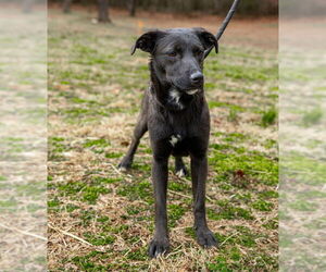 Shepradors Dogs for adoption in Sparta, TN, USA