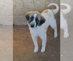Medium Photo #4 Anatolian Shepherd-Great Pyrenees Mix Puppy For Sale in Grafton, WI, USA