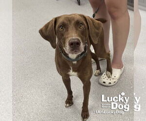 German Shorthaired Pointer-Unknown Mix Dogs for adoption in Washington, DC, USA