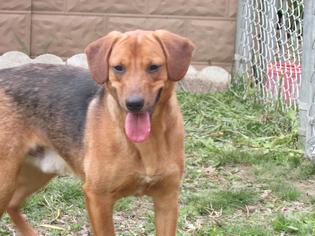 Beagle-Unknown Mix Dogs for adoption in Statesboro, GA, USA