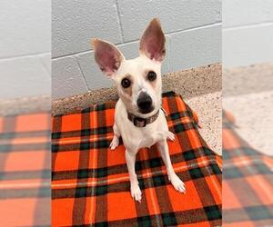 Chihuahua-Unknown Mix Dogs for adoption in Brighton, CO, USA