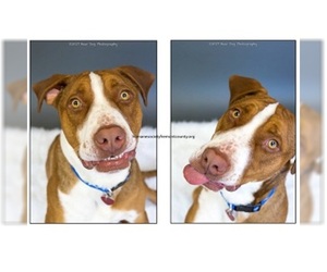 American Staffordshire Terrier-Unknown Mix Dogs for adoption in Canon City, CO, USA