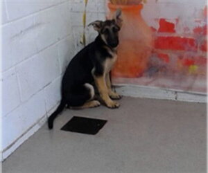 German Shepherd Dog-Unknown Mix Dogs for adoption in San Bernardino, CA, USA