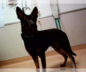 German Shepherd Dog-Unknown Mix Dogs for adoption in Martinez, CA, USA