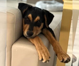 Labrottie Dogs for adoption in Fargo, ND, USA