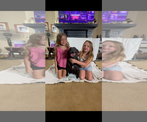 Labrador Retriever-Unknown Mix Dogs for adoption in Rockaway, NJ, USA