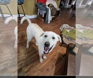 Anatolian Shepherd-Great Pyrenees Mix Dogs for adoption in Tracy City, TN, USA