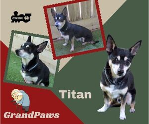 Mutt Dogs for adoption in Lindsay, CA, USA