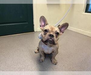 French Bulldog Dogs for adoption in Pasadena, CA, USA
