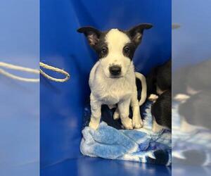 Siberian Husky-Unknown Mix Dogs for adoption in San Martin, CA, USA