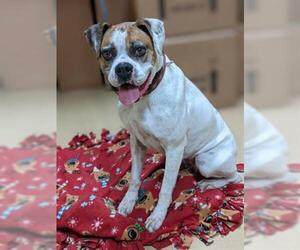 Boxer Dogs for adoption in Chula Vista, CA, USA