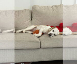 Beagle-Unknown Mix Dogs for adoption in Germantown, OH, USA