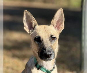 Miniature Pinscher-Unknown Mix Dogs for adoption in Attalka, AL, USA