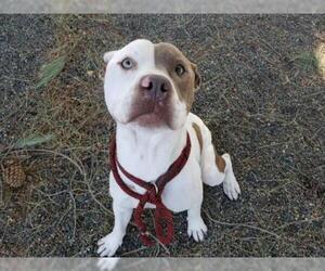 American Pit Bull Terrier Dogs for adoption in Woodland, CA, USA