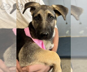 German Shepherd Dog-Unknown Mix Dogs for adoption in Woodland, CA, USA