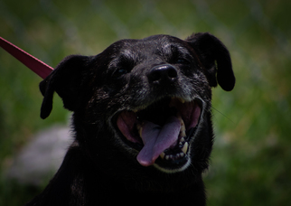 Labrador Retriever-Rat Terrier Mix Dogs for adoption in Rogersville, TN, USA