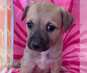 Labrador Retriever-Unknown Mix Dogs for adoption in San Diego, CA, USA