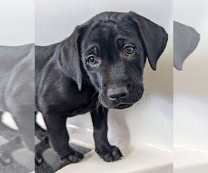 Golden Retriever-Unknown Mix Dogs for adoption in Corona, CA, USA
