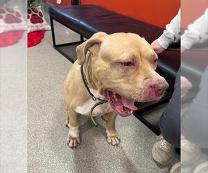 Mastiff-Unknown Mix Dogs for adoption in Louisville, KY, USA