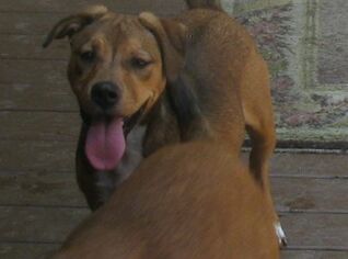 Boxer-German Shepherd Dog Mix Dogs for adoption in Snellville, GA, USA
