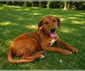 Labrador Retriever-Unknown Mix Dogs for adoption in Bristol, CT, USA