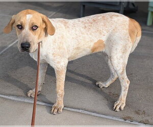 Mutt Dogs for adoption in Denver, CO, USA