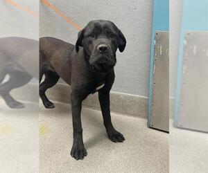 Mastiff-Unknown Mix Dogs for adoption in Las Vegas, NV, USA