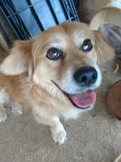 Dameranian Dogs for adoption in Surprise , AZ, USA