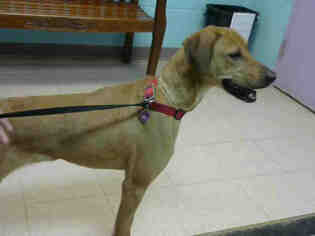 Redbone Coonhound Dogs for adoption in Lufkin, TX, USA