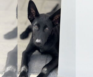 Labrador Retriever-Unknown Mix Dogs for adoption in San Diego, CA, USA