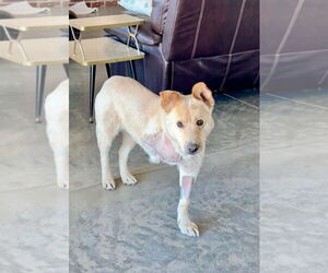 Mutt Dogs for adoption in Salt Lake City, UT, USA