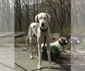 Great Dane Dogs for adoption in New York, NY, USA