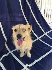 Small Pembroke Welsh Corgi