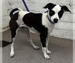Chihuahua Dogs for adoption in San Bernardino, CA, USA