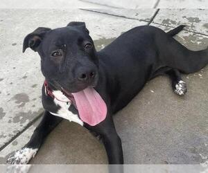 Mutt Dogs for adoption in Martinez, CA, USA