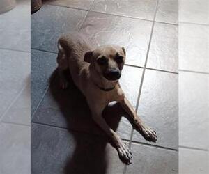 Chihuahua-Unknown Mix Dogs for adoption in San Antonio, TX, USA