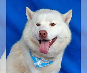 - Mix Dogs for adoption in Pasadena, CA, USA
